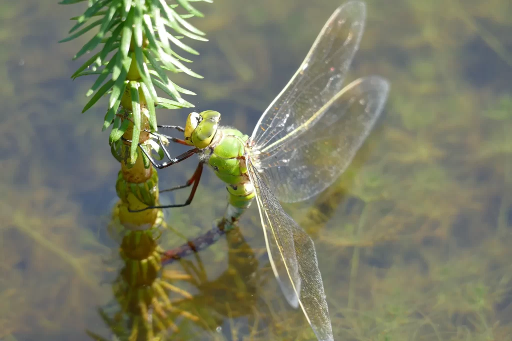Mare aux Dragons