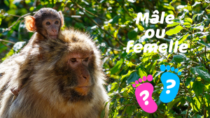 🐒 A Great Season Underway at La Forêt des Singes