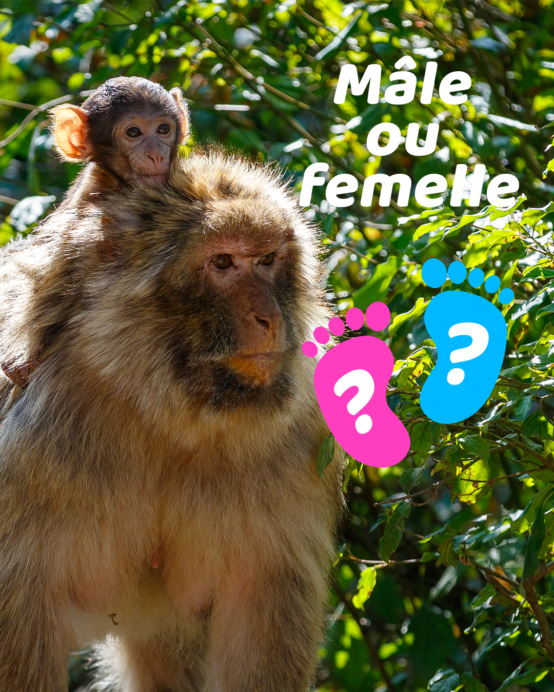 Male or Female?