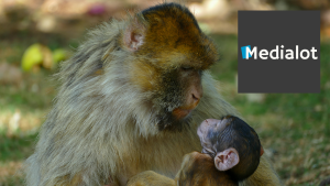 Medialot highlights the birth of 7 baby macaques at the Monkey Forest