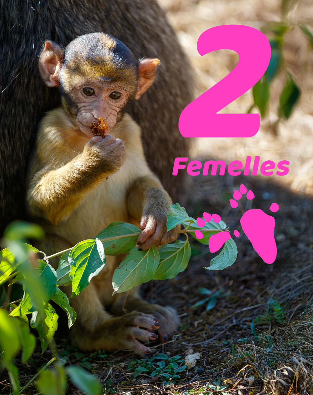 Female babies