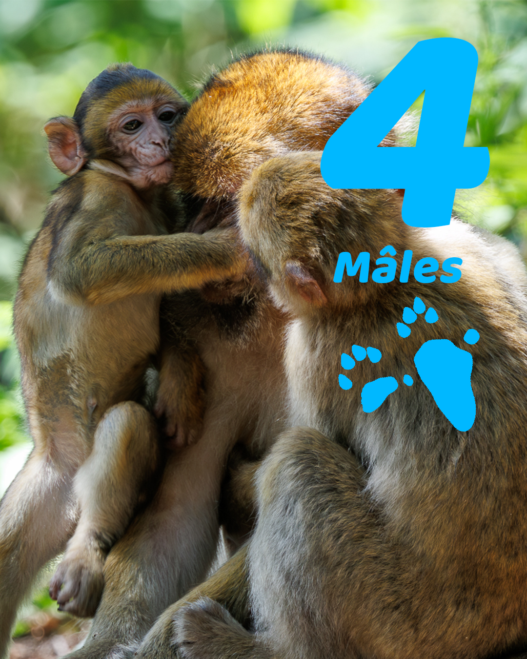 Male babies