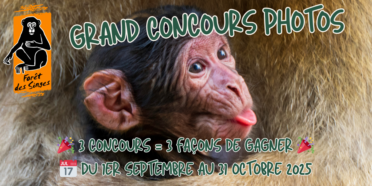 Grand concours photo automne 2025 - Forêt des Singes