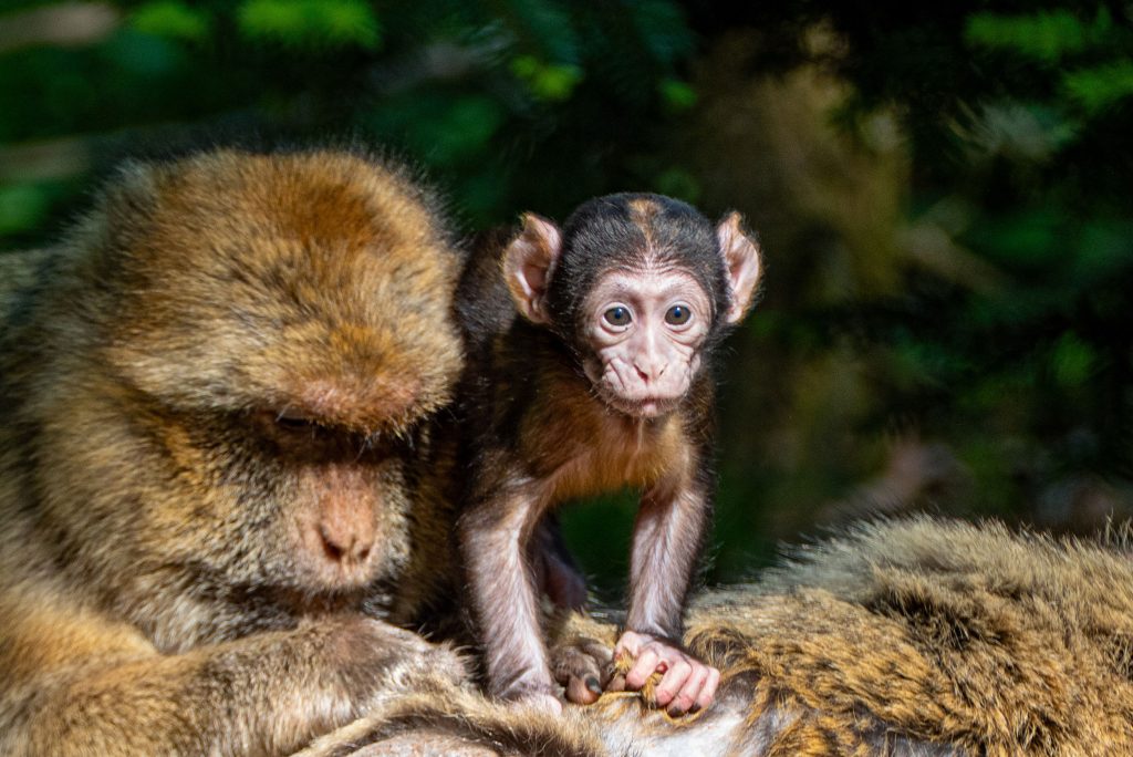 Les premiers bébés Magots de 2026 sont nés à la Forêt des Singes