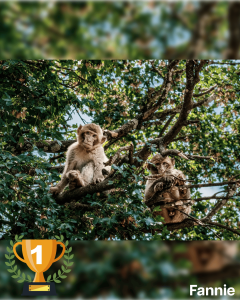 Concours photo de la Forêt des Singes : les gagnants de juillet 2026