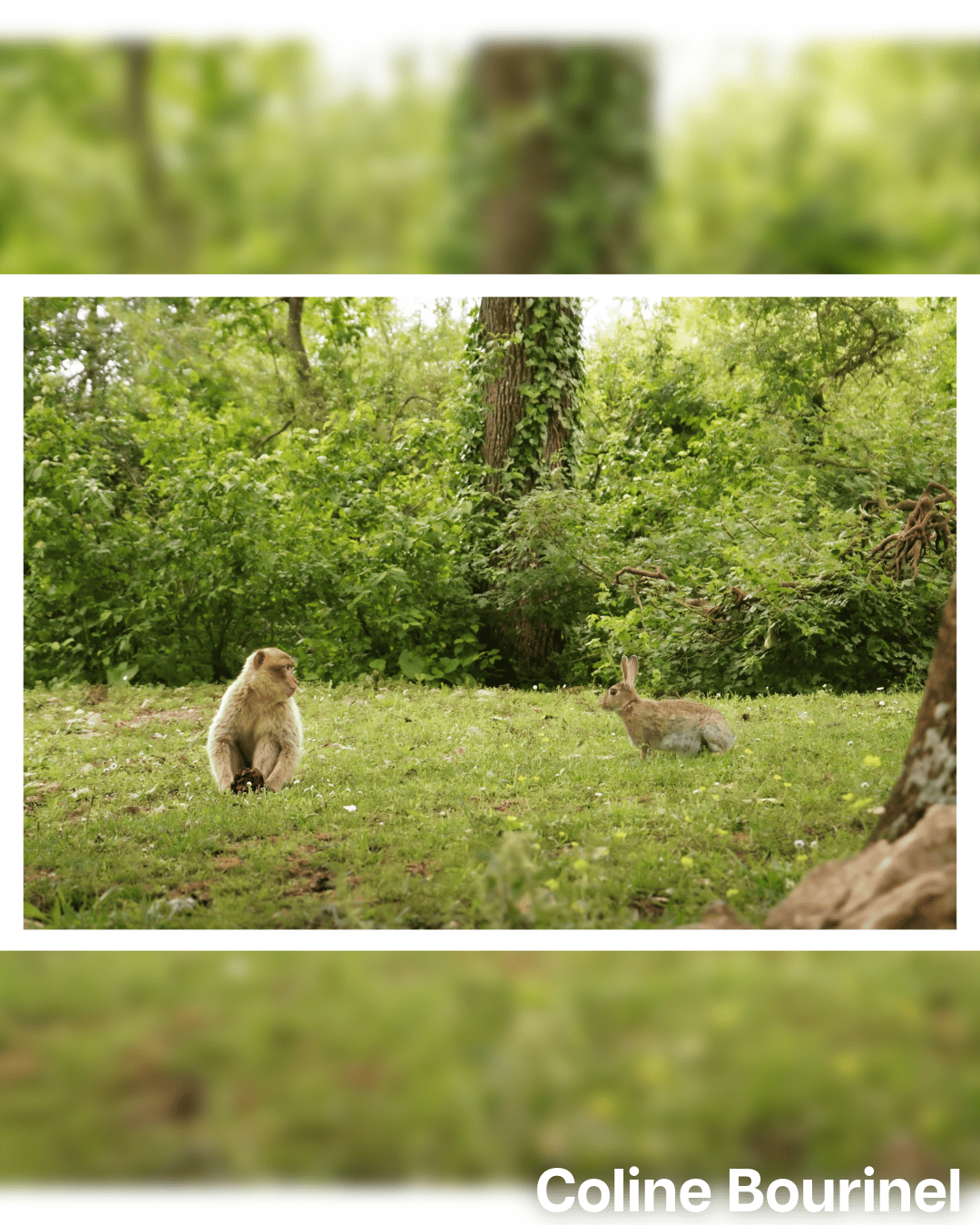 Photo de Coline Bourinel